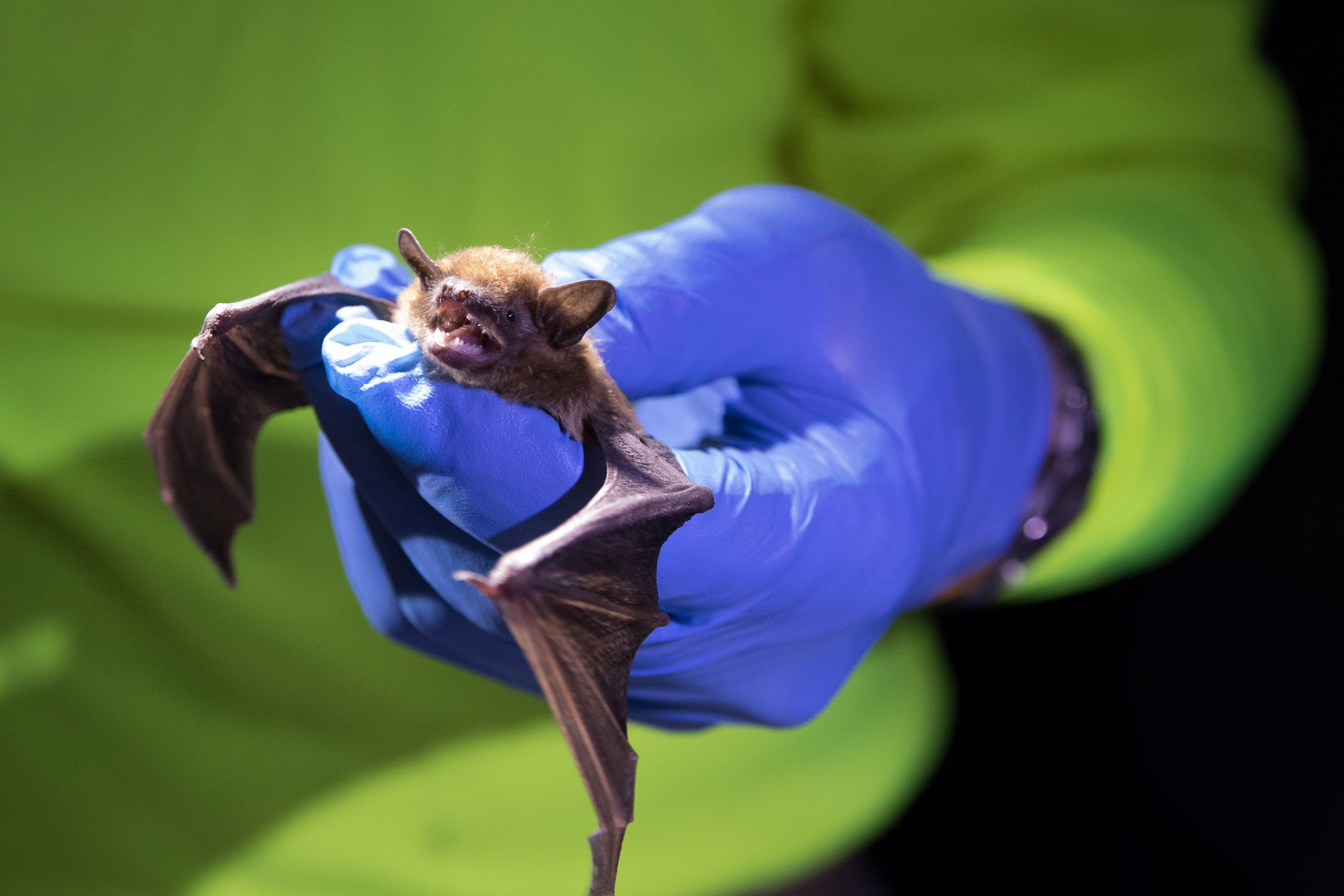 2022 International Bat Appreciation Day Outdoor Alabama